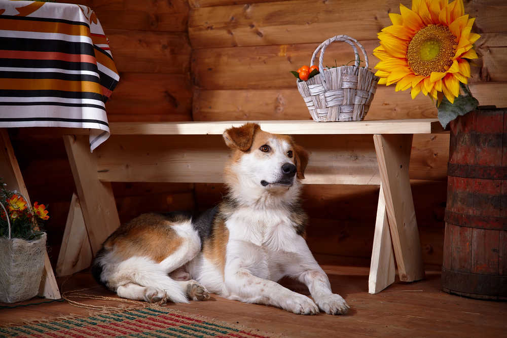 Ventajas de instalarte en una casa rural con tu mascota